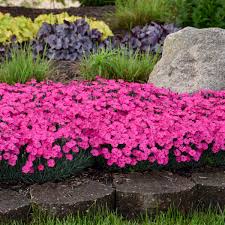 When planting partial sun perennials, consider the amount of light the specific area receives per day. 20 Pink Perennials Walters Gardens Inc
