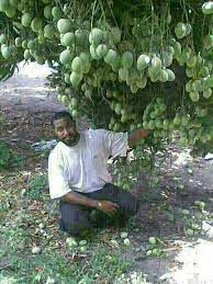 So Many Mangoes On One Tree Fruit