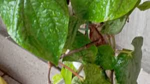kare betel leaf cair