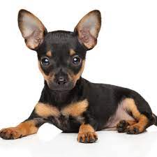 russian toy terrier breed information