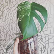 How to grow, identify, water, feed, and propagate a read about philodendron imperial red diseases and pests and how much humidity and light they its care instructions can be used for the following other philodendron hybrids: The Elusive Variegated Monstera Deliciosa