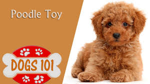 dogs 101 toy poodle top dog facts