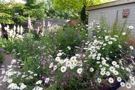 How To Grow And Care For Wildflowers In