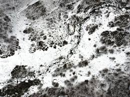 What Causes Black Mold Pure