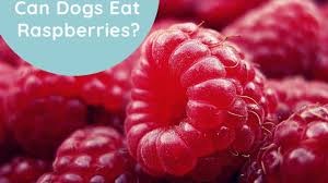 Puppies have especially sensitive stomachs, so the risk of. Can Dogs Eat Raspberries Weary Panda
