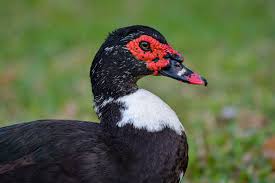 Bird of the week: Muscovy duck | Longboat Key | Your Observer