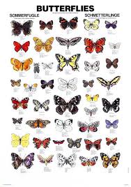 Types Of Butterflies With Pictures And Names Butterflies