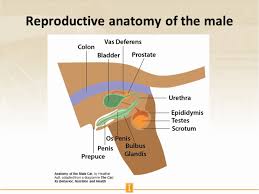 Is one gender more intelligent or compliant than the other? Reproductive Anatomy Of The Male