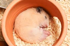 how many hours a day do hamsters sleep
