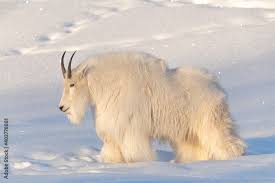 A Fluffy Mountain Goat Seen In Natural