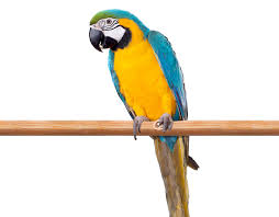 macaw pretty bird