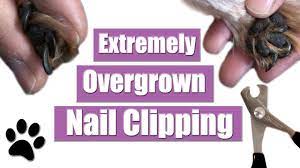 cutting overgrown dog nails important