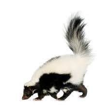 removing skunk odor from carpet