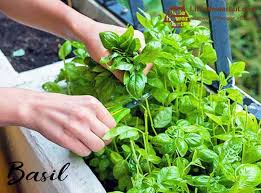 Grow In Your Indoor Herb Garden