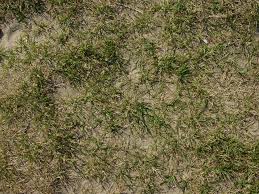 Grass Seed Isn T Growing This Summer