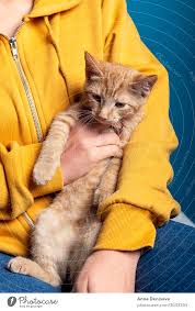 Cats for sale, orange 1 to 20 of 171 results sort by: Cute Ginger Kitten Sits On Hands A Royalty Free Stock Photo From Photocase