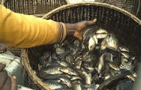 higher tilapia consumption