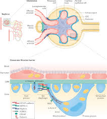 the glomerular filtration barrier a