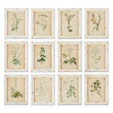 Framed Wild Flower Botanical Prints