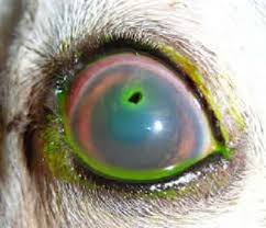 It could be a corneal ulcer. Corneal Ulcers In Dogs And Cats Causes And Treatments