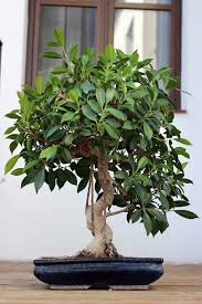 How To Grow Bonsai At Home In India