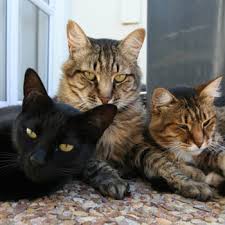 Other terms you can uses to refer to a group of domesticated cats include glaring, pounce and clutter. What Is A Group Of Cats Called Slideshow