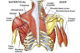 How to build a wide back. Upper Back