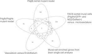 Focus vs epicenter technically, an object becomes the center of attention when a person puts his focus on it. Venn Diagram Showing The Overlap Of Identified Mural Cell Genes Between Download Scientific Diagram