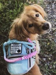 Qualifying for a service dog is simple. Service Dog Psychiatric Service Dog Service Dog Vests Service Dogs Gear