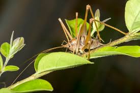 Spider Crickets What Are They And How