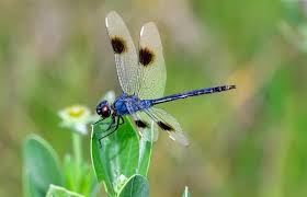 Dragonfly Meaning In Feng Shui
