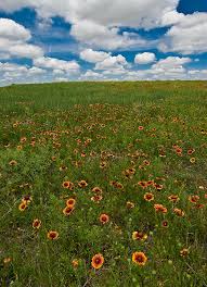 Kansas Prairie Bloom Dodge City Area Kansas Fine Landscape And