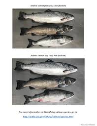 Atlantic Salmon Identification Guide The Cordova Times