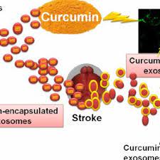 curin encapsulated exosomes