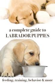 Labrador Puppies A Complete Guide