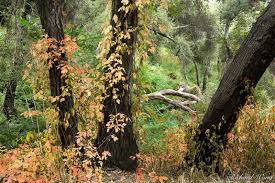 poison oak forest glendora