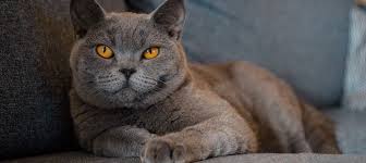 british shorthair cat breed profile