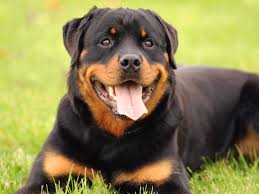 what s the of a rottweiler in
