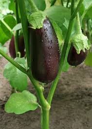 How To Grow Eggplants Healthy Food Guide