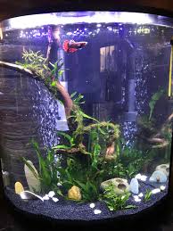 Find here details of companies selling corner fish tank, for your purchase requirements. New 10 Gallon Tall Corner Tank Can T Wait To Watch It Fill In Aquarium