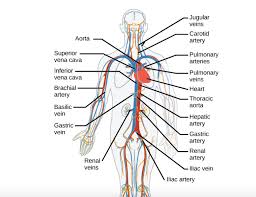 This online quiz is called arteries and veins of the human body anatomy, human, veins, arteries, cardiovascular system, blood vessels. Major Arteries Of Circulatory System Diagram Quizlet
