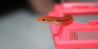 Reptile pet store near me › exotic pet stores near me › pet reptiles for sale. 9 Reasons Why Buying A Snake Is A Terrible Idea Peta