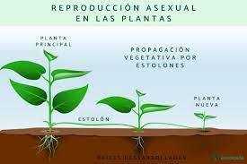 reproducción en las plantas