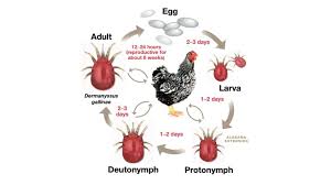 poultry red mites identification