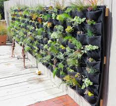 Vertical Succulent Gardens