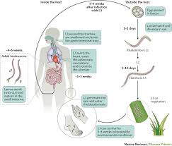 hookworm infection nature reviews