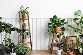 Indoor Plants Images Free On