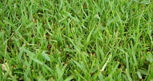 Though the grass thrives in temperatures between 80 and 95 degrees fahrenheit, it will enter dormancy when temperatures drop below 55 degrees fahrenheit, making it ideal in places with long warm seasons and short, mild winters. Zoysia Grass Problems Tips For Dealing With Them Fertilizer Guide