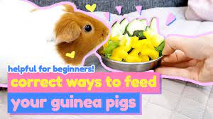 safe vegetables for guinea pigs meal