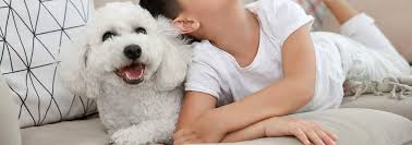 bichon frise dog breed facts and
